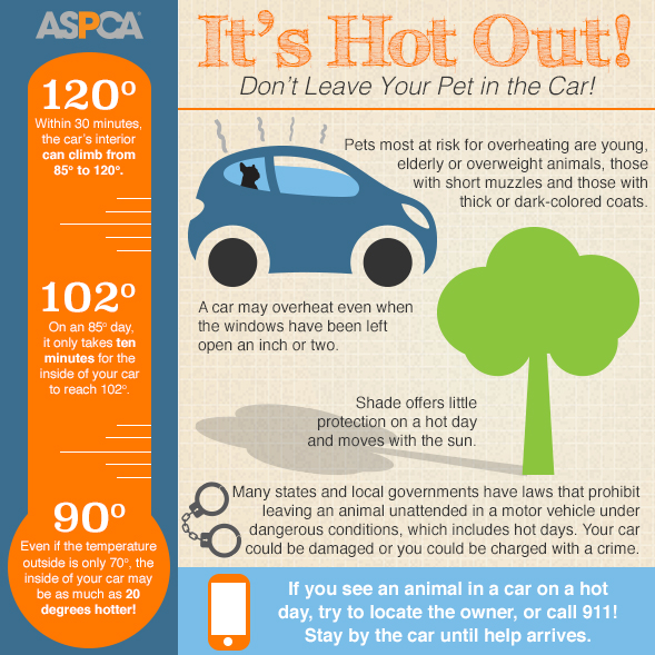 It's Hot Out! Don't Leave Your Pet in the Car!